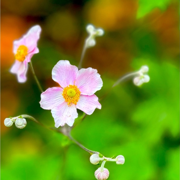 Meet your Posher, Pam - Picture 1 of 2